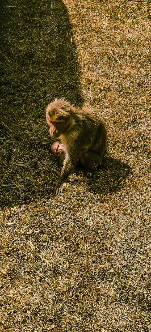 Ooty Wildlife Observation - Image 1