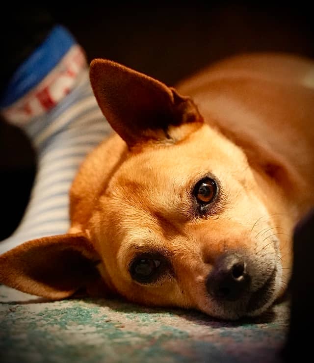 Cozy Residential Pet Spot - Image 1