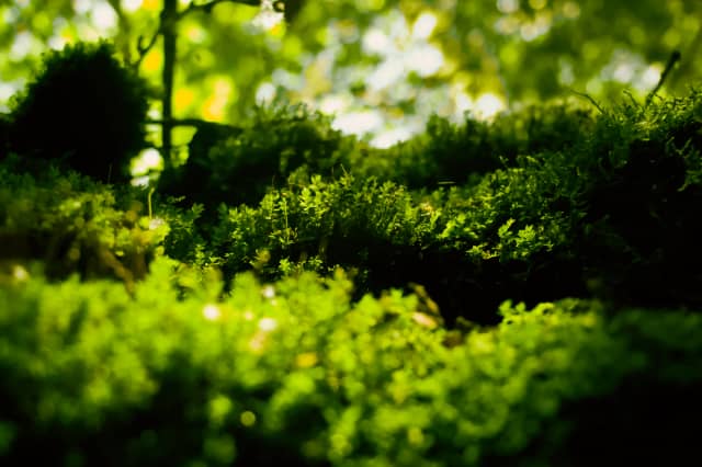 Sherbrooke Nature and Science Museum Gardens - Image 1