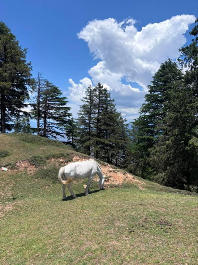 Moila Top, Chakrata - Image 1