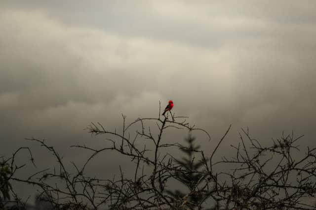 Copacabana Valley Birding Spot - Image 1