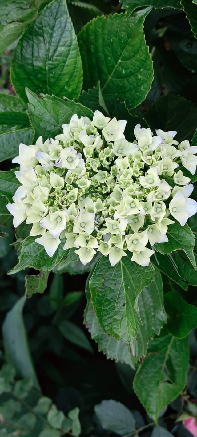 Himalayan Garden Blooms, Munsyari - Image 1