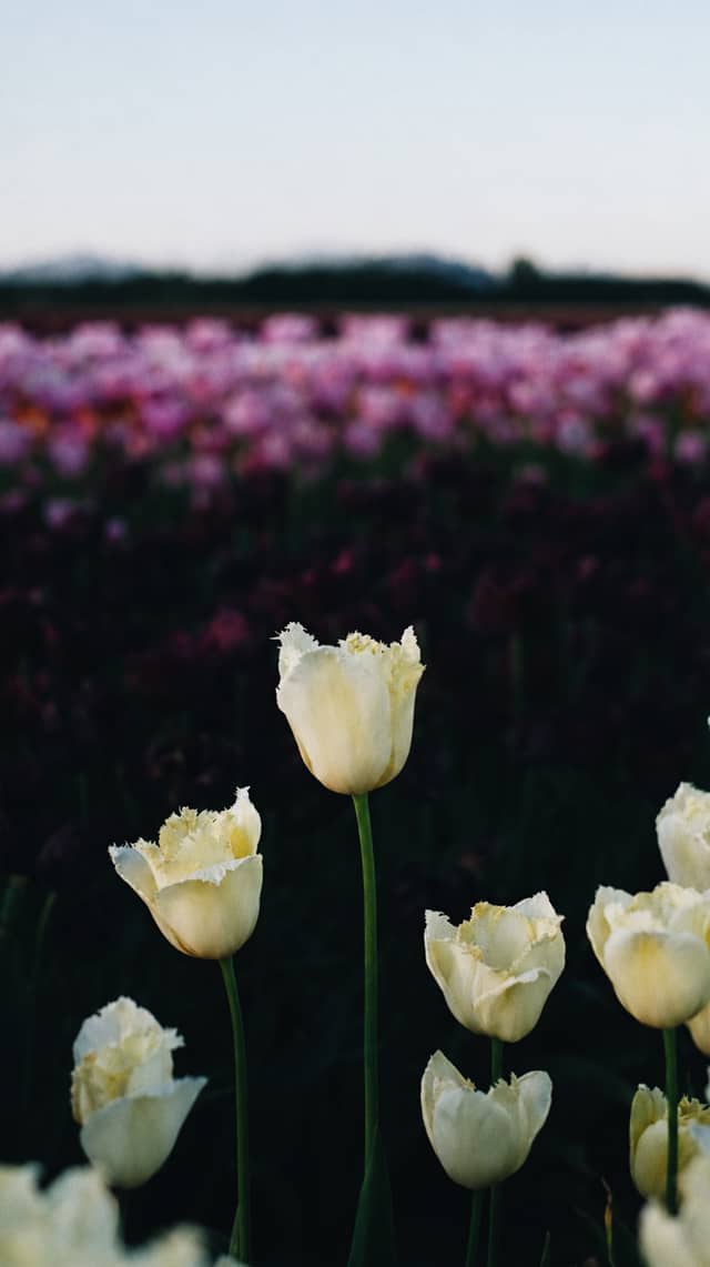 Lakeland Flowers - Image 1