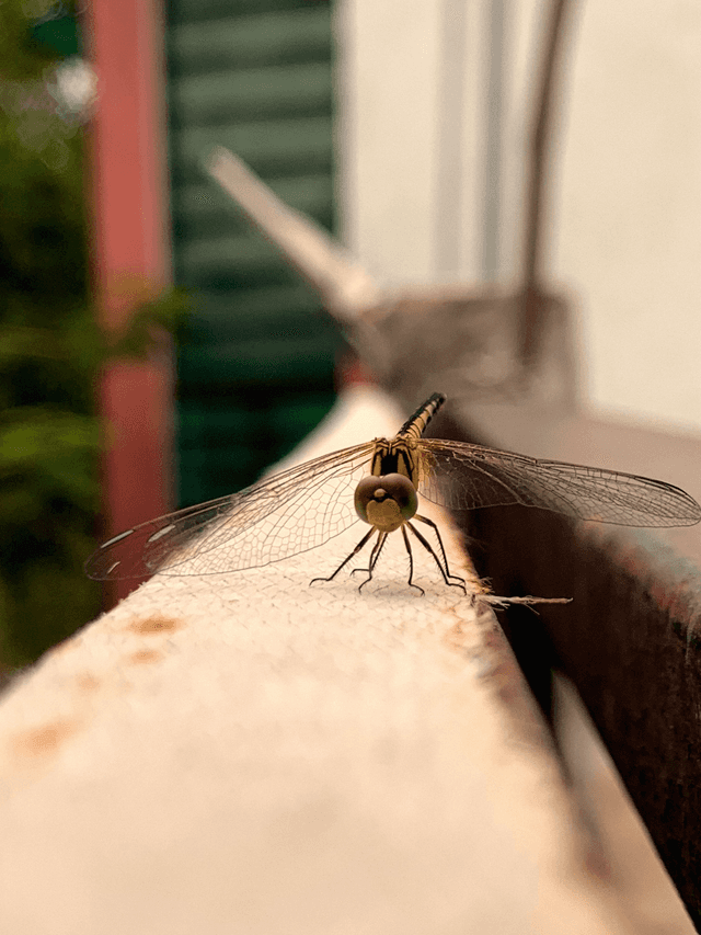 Gol Market Garden Macro Spot - Image 1