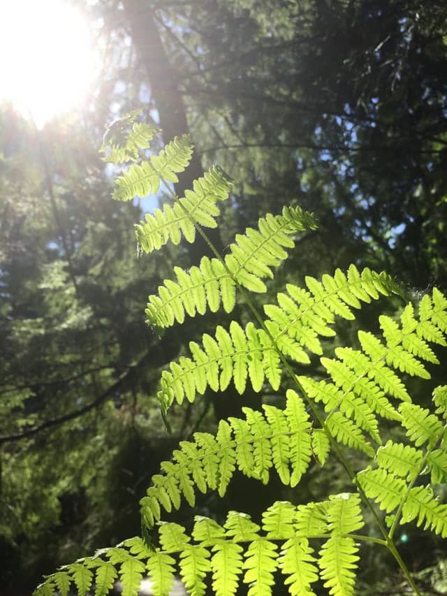 Sunlit Forest Fern - Image 1