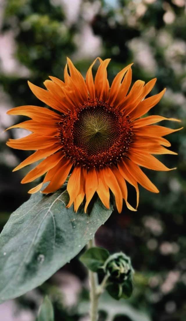 Pardis Sunflower Garden - Image 1