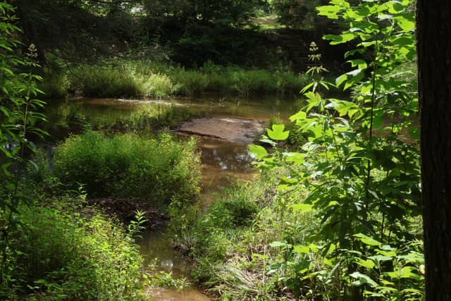 Byrdstown Wooded Creek - Image 1