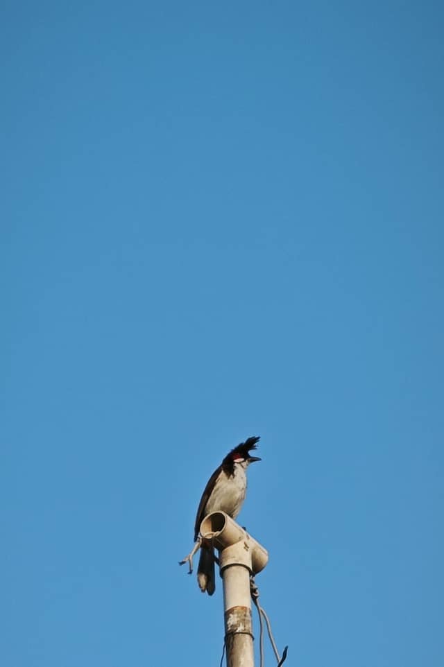 Ganeshganj Urban Wildlife Spot - Image 1