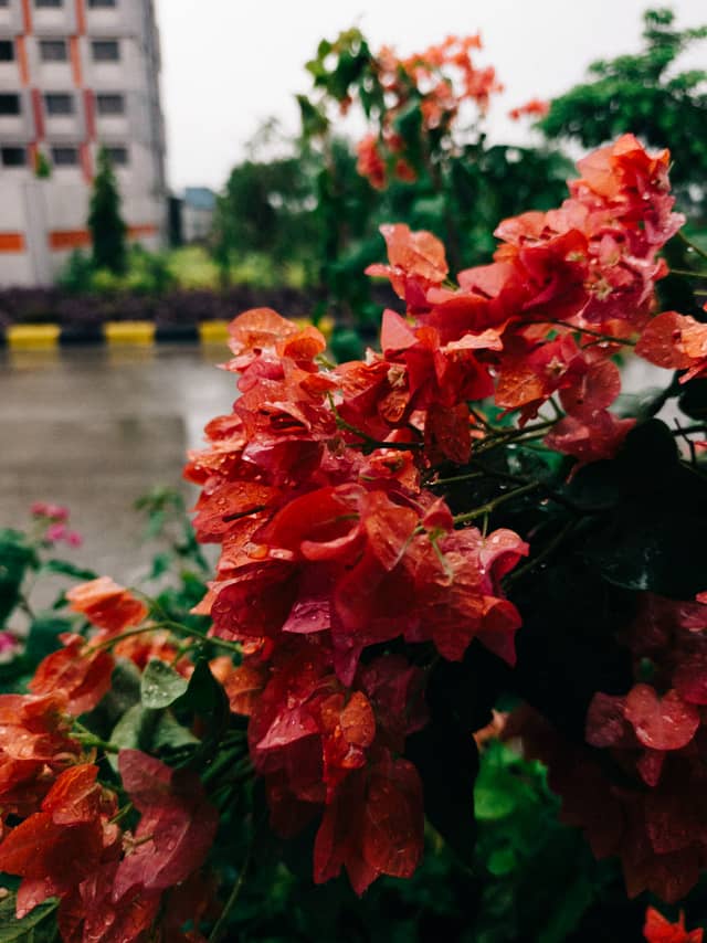 Ashta Garden Blooms - Image 1