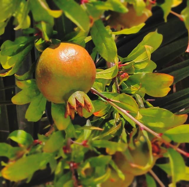 Hammamet Orchard Detail - Image 1