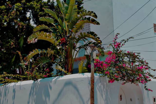 Hammamet Garden Wall - Image 1
