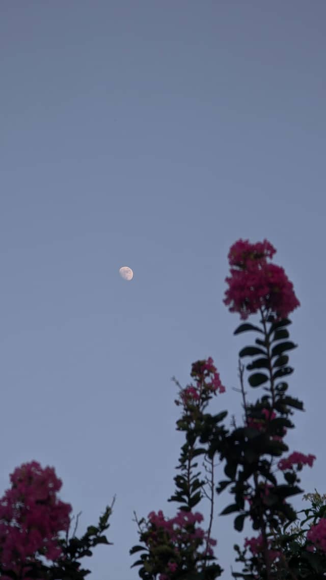 Gujranwala Garden Moonrise - Image 1