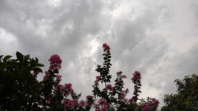 Gujranwala Garden Blooms - Image 1