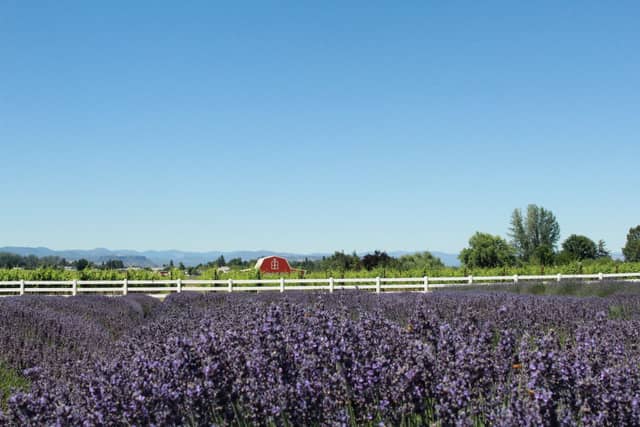Lavender Fields Forever - Image 3