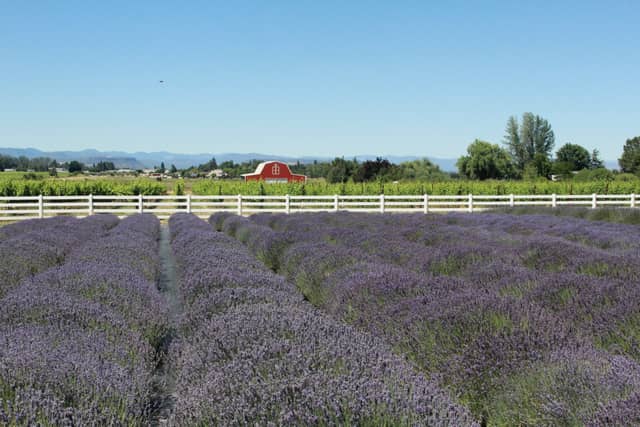 Lavender Fields Forever - Image 5