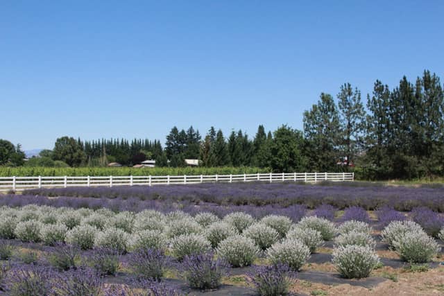 Lavender Fields Forever - Image 2