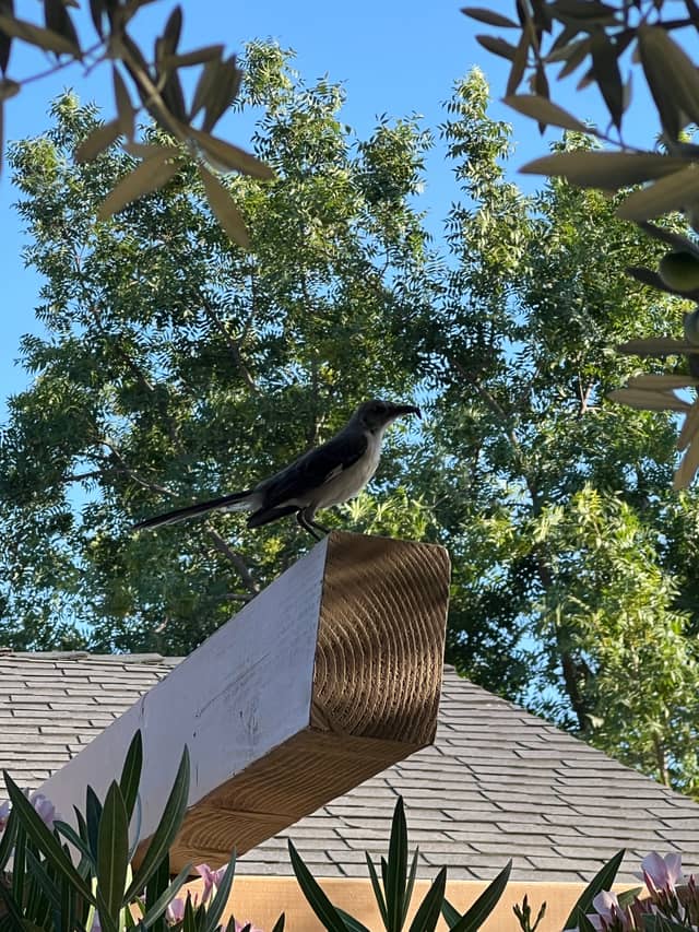 Bakersfield Garden Wildlife - Image 1