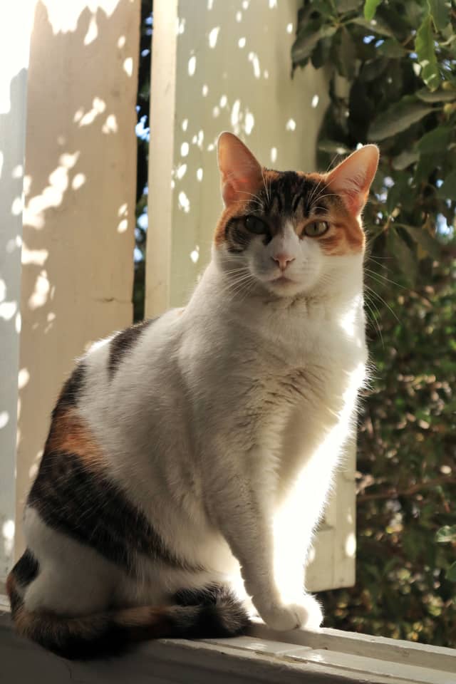 Diego de Almagro Street Cat - Image 1