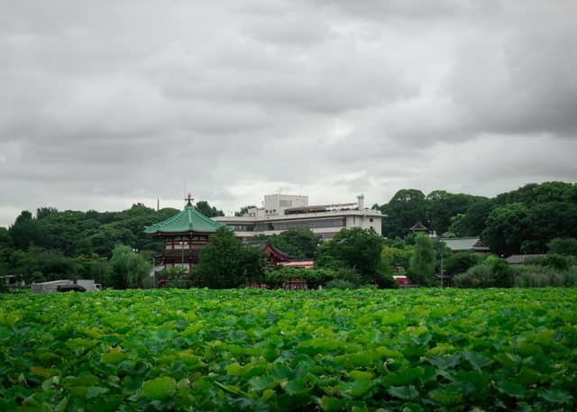 Shinobazu Pond - Image 1