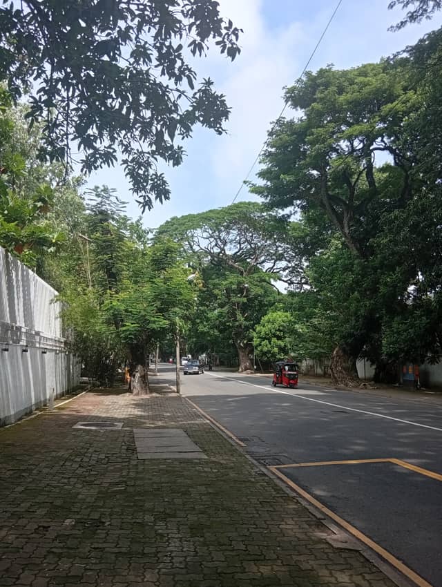Tree-Lined Street in Kelaniya - Image 1