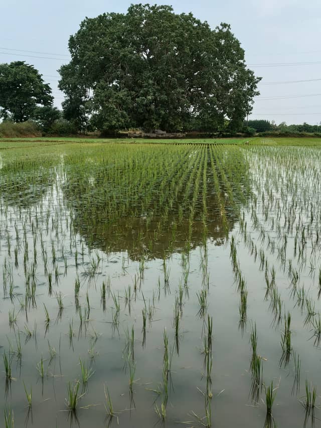 Nagari Rice Paddy Fields - Image 1