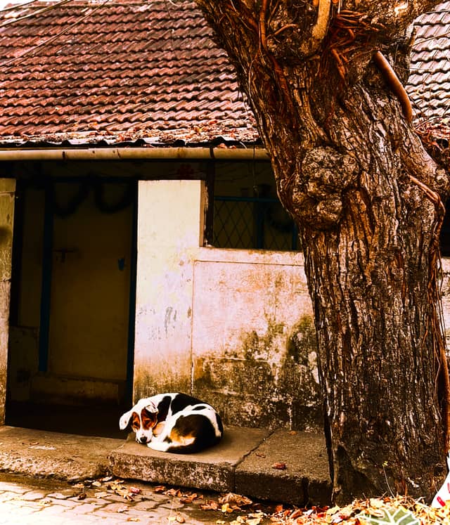 Panampilly Nagar Street Scene - Image 1
