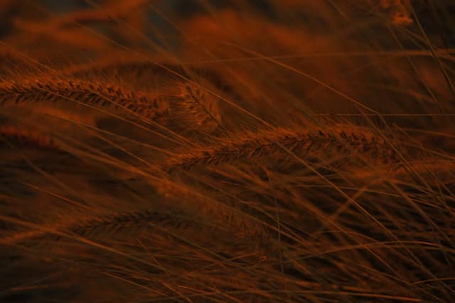 Swan River Roadside Grasses - Image 1
