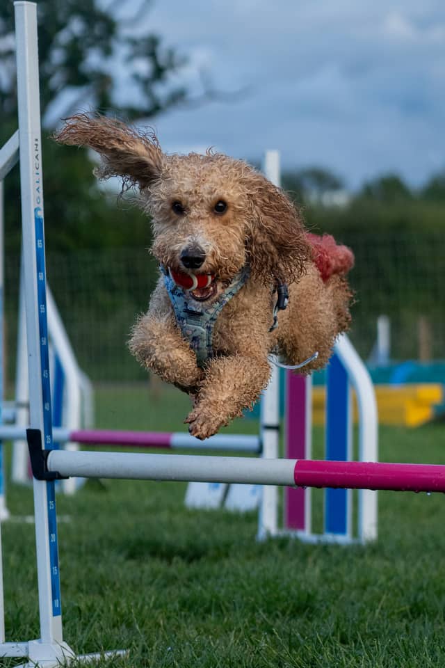 Church Broughton Dog Agility Course - Image 1