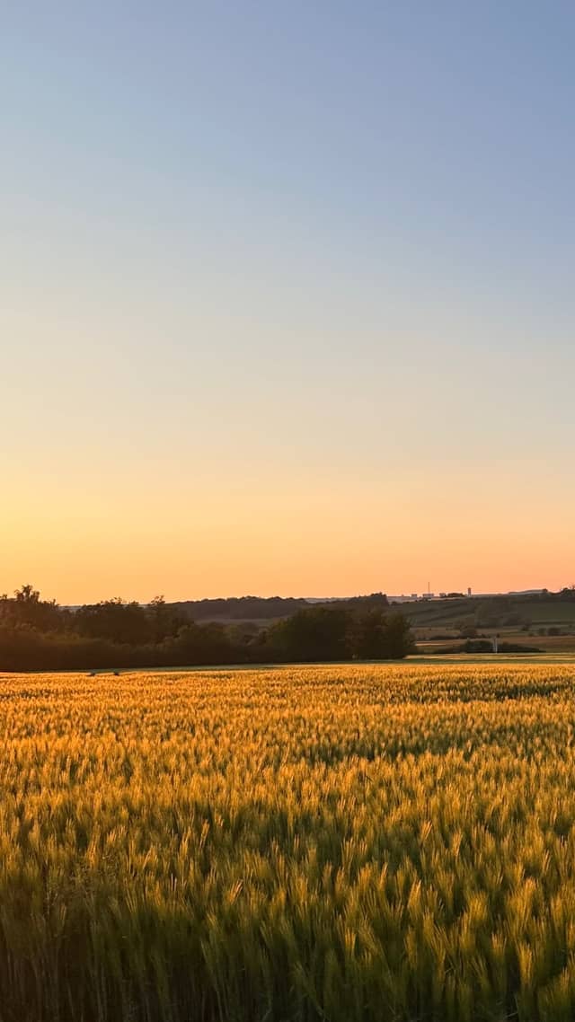 Middletown Golden Wheat Fields - Image 1