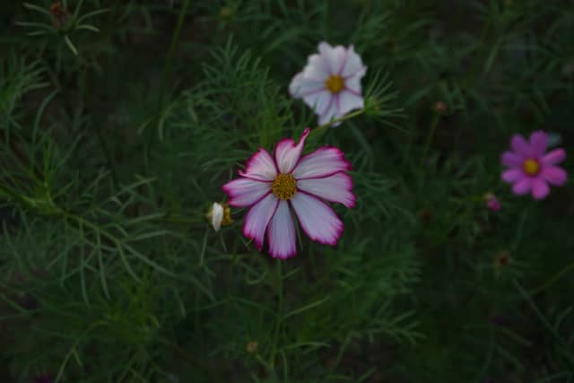 Ha Long Bay Coastal Garden - Image 1