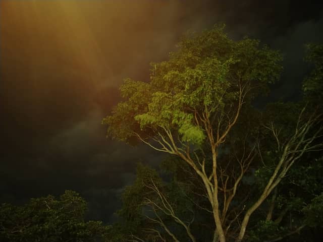 Guanare Tree Canopy - Image 1