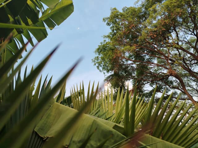 Tropical Garden in Guanare - Image 1