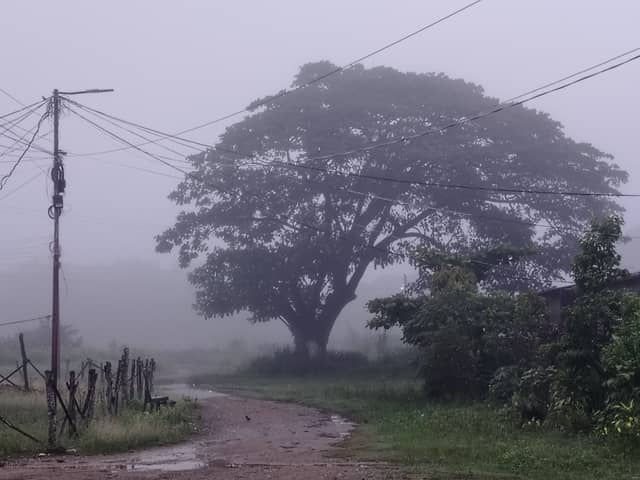 Foggy Samán Tree in Guanare - Image 1