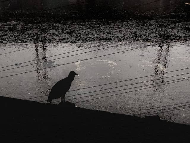 Guanare Urban Silhouette - Image 1