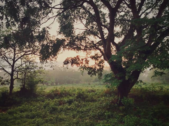 Llanos Fields of Guanare - Image 1