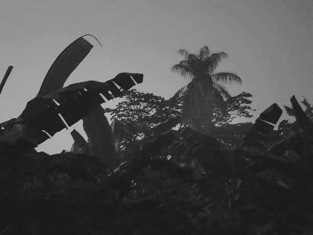 Guanare Tropical Silhouettes - Image 1