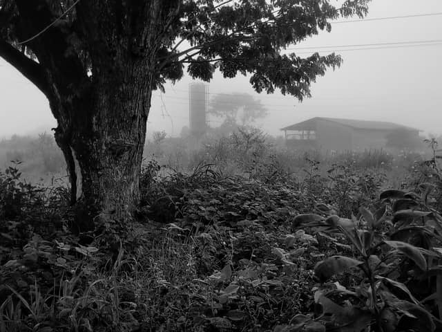 Foggy Farmland in Guanare - Image 1