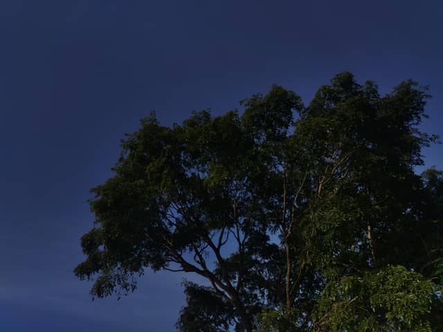 Guanare Tree Canopy - Image 1