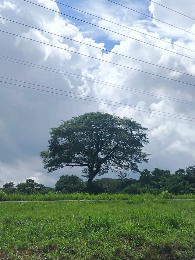 Lone Samán Tree in Guanare - Image 1