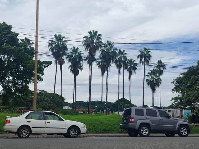 Palm-Lined Street in Guanare - Image 1