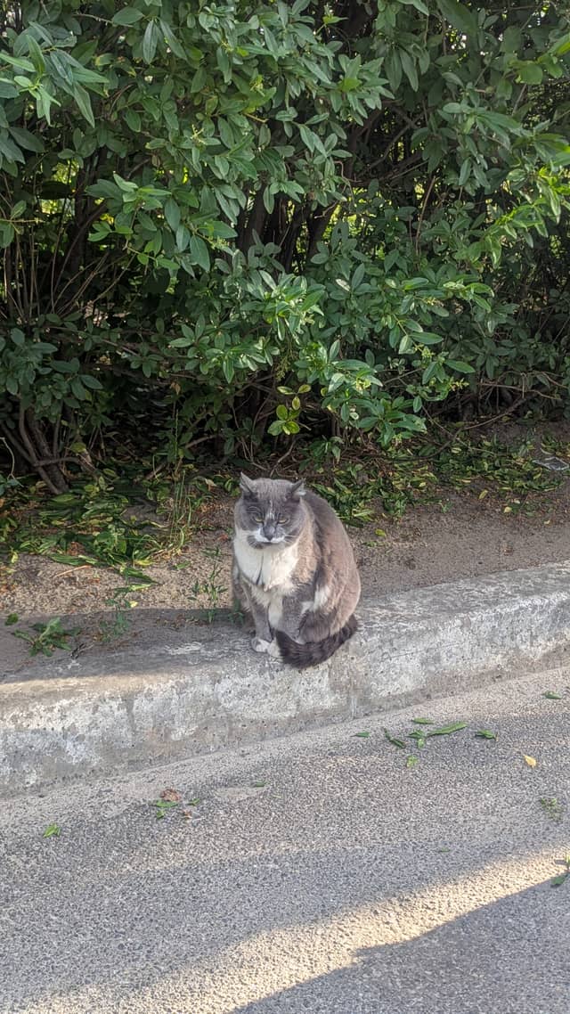 Roadside Garden Cat - Image 1