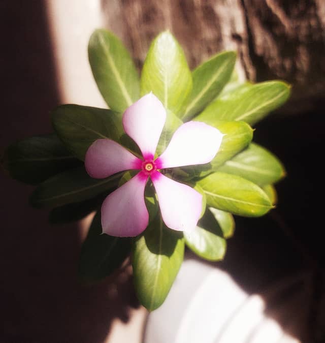 Jalandhar Garden Flora - Image 1