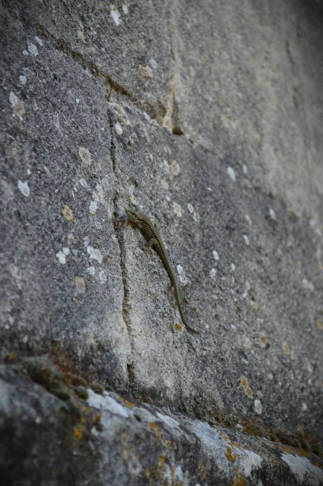 Céreste Village Walls - Image 1