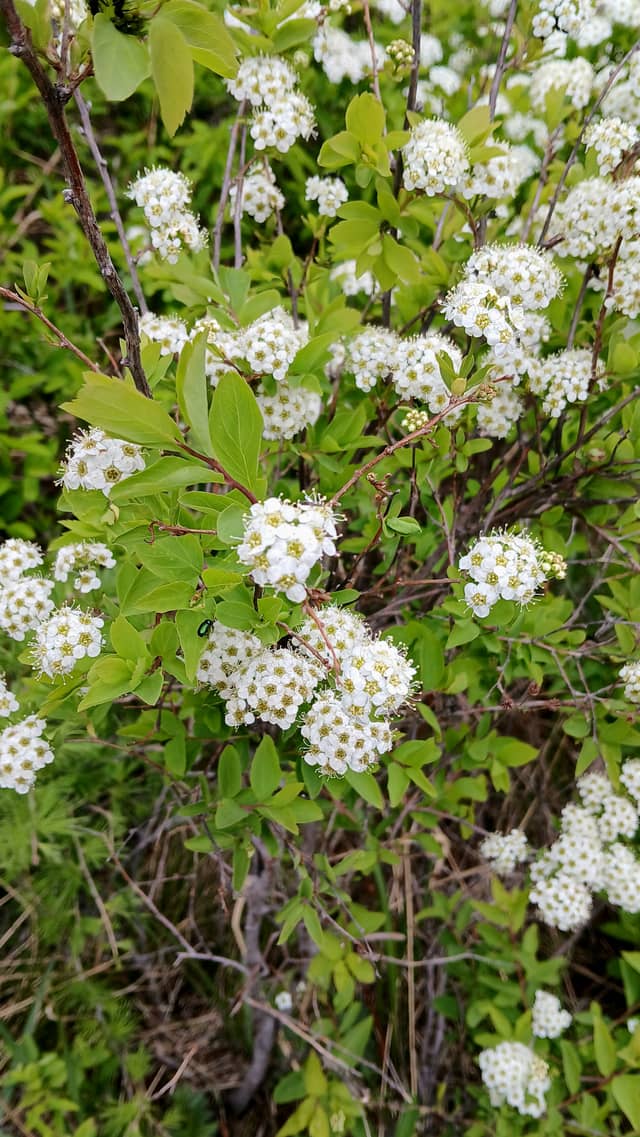 Spring Blooms in Ulaanbaatar - Image 1