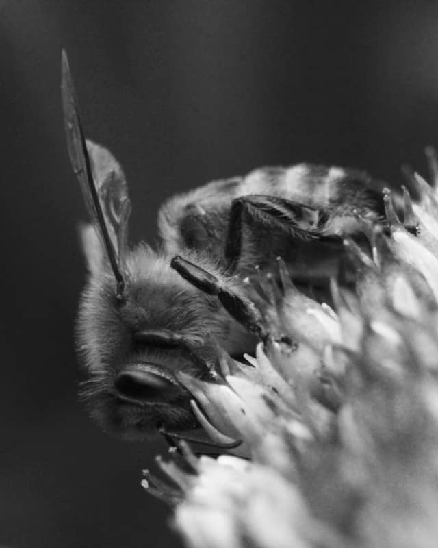 Hollyfields Garden Macro - Image 1