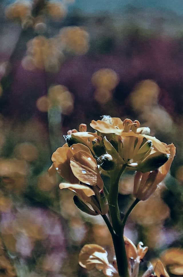 Shiraz Wildflower Fields - Image 1