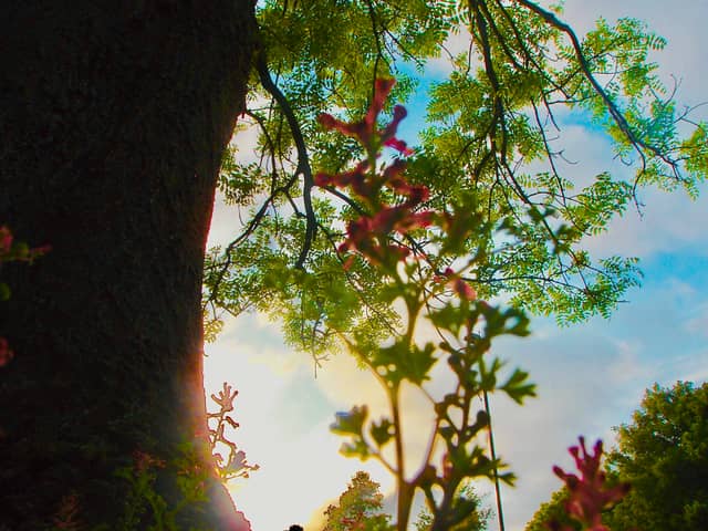 Tynemouth Garden Foliage - Image 1
