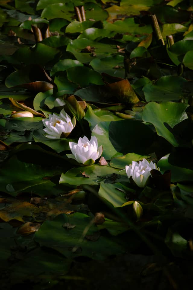 Water Lily Pond, Sondrio - Image 1