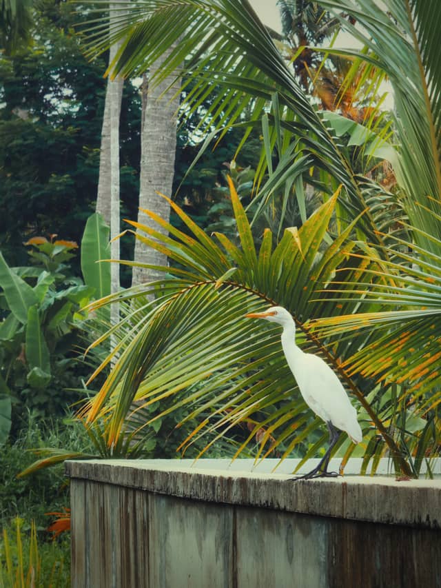 Tropical Garden in Kottayam - Image 1