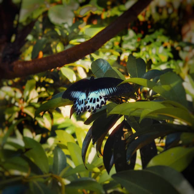 Kottayam Tropical Garden - Image 1